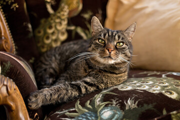 Tabby cat lies attentively on an armchair and looks into the camera. Portrait of a European...