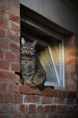 Tabby cat sits on a window ledge and looks to the right. Portrait of a European shorthair cat...