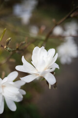 White blooming Star Magnolia in spring with water drops. Blooming Magnolia stellata tree with many branches and twigs. Stars form white flowers of magnolia