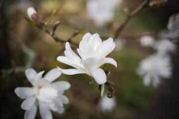 White blooming Star Magnolia in spring with water drops. Blooming Magnolia stellata tree with many branches and twigs. Stars form white flowers of magnolia