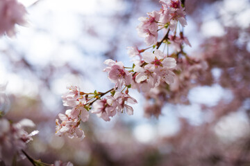 Blooming cherry blossom branches in spring. Closeup of pink flowers with soft bokeh background with branches and twigs in sunlight