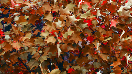 Red and orange autumn leaves background. leaves on a tree in the rays of the autumn sun. In the...