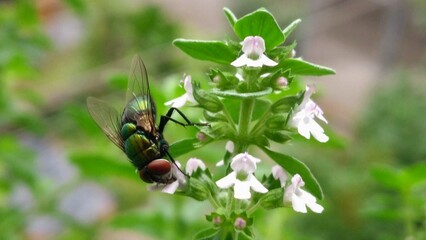 there is a fly that is eating from a flower plant © Wirestock