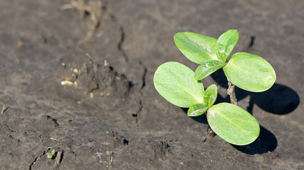 sprouting sunflower in early spring garden. two green sprouts, against the background of black soil. farming concept, planting in the field. selective focus, copy space. space for text, close-up