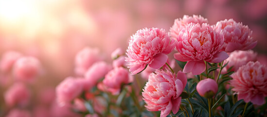 Fototapeta premium Pink peonies flower background. Floral wallpaper, banner. February 14, valentine's day, love, 8 march women's day theme. Mother's day.