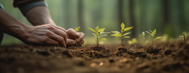 Person planting a tree. Botany. Sustainability. Reforestation - obrazy, fototapety, plakaty