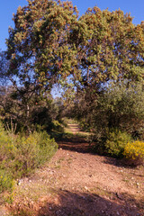 Blühender Ginster und Zistrosen, Cistus im Frühling auf dem Camino Via de la Plata zwischen Guillana und Castilblanco Provinz Sevilla, Andalusien, Spanien auf dem Weg nach Santiago de Compostela