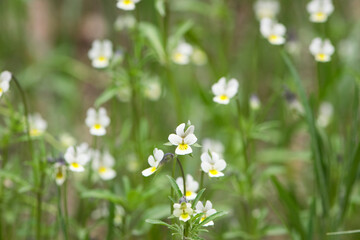 Viola arvensis. field violet grows in the meadow. small delicate white-yellow flower on a green background. wild forest beautiful viola flowers, on a blurred green background, close-up, macro