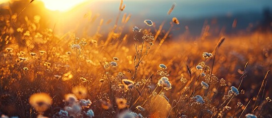 Abstract warm landscape of dry wildflower and grass meadow on warm golden hour sunset or sunrise time Tranquil autumn fall nature field background Soft shallow focus. Copy space image