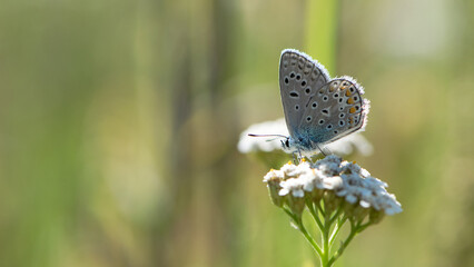 The blue butterfly, Pseudophilotes bavius, sits on white wildflowers on a beautiful summer day. macro with selective focus. isolated on natural blurred background. autumn season. beauty of nature