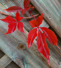 Fire red Virginia creeper. Background is an old wooden fence. Member of the grape family. Colorful autumn leaves - obrazy, fototapety, plakaty