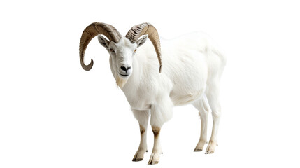 Majestic Goat With Impressive Long Horns Standing on White Surface