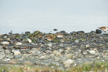 Fototapeta premium a flock of birds