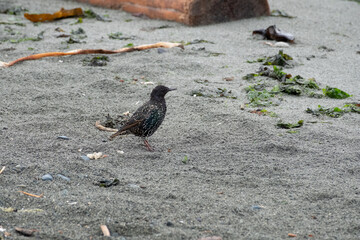 European Starling