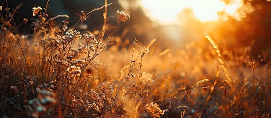 Abstract warm landscape of dry wildflower and grass meadow on warm golden hour sunset or sunrise time Tranquil autumn fall nature field background Soft shallow focus. Copy space image