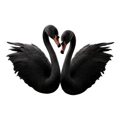 Graceful Duo: Two Black Swans Isolated on Transparent and white background. Generative ai
