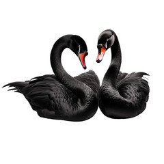 Graceful Duo: Two Black Swans Isolated on Transparent and white background. Generative ai