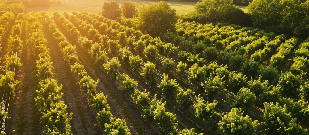 Poster Aerial view Even rows of fruit trees garden field Agricultural production concept Summer sunny day Apple pear trees. Copy space image. Place for adding text or design