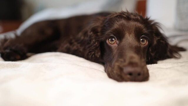 Young English Cocker Spaniel puppy, close-up portrait. Young dark brown English Cocker Spaniel puppy on the bed. A young playful English Cocker Spaniel puppy looks at the camera. Happy puppy