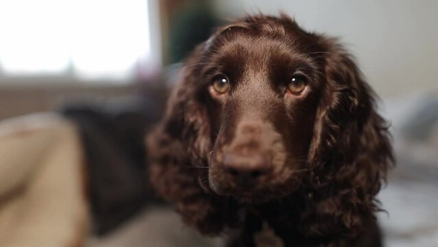 Young English Cocker Spaniel puppy, close-up portrait. Young dark brown English Cocker Spaniel puppy on the bed. A young playful English Cocker Spaniel puppy looks at the camera. Happy puppy
