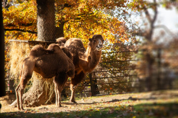 Portrait of camel in Autumn.