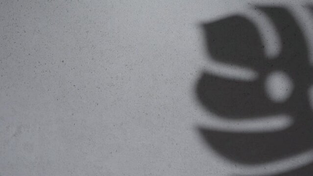 Shadows from monstera leaves