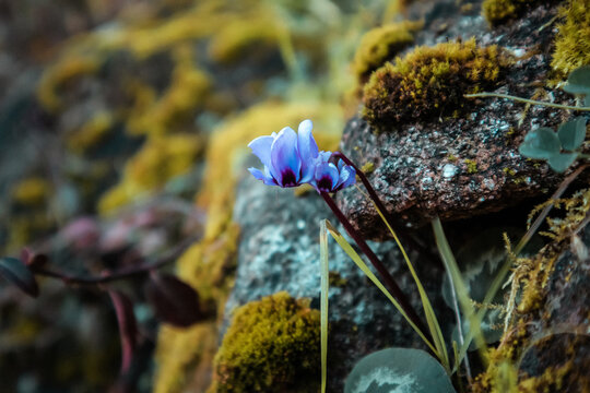 Blue violet flowers of Cyclamen coum Mill. (family Primulaceae) grow on stones covered with green moss in a spring forest. Blossoming macro nature.
