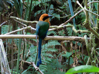 Rufous motmot perched on a branch in the rainforest Chiriqui