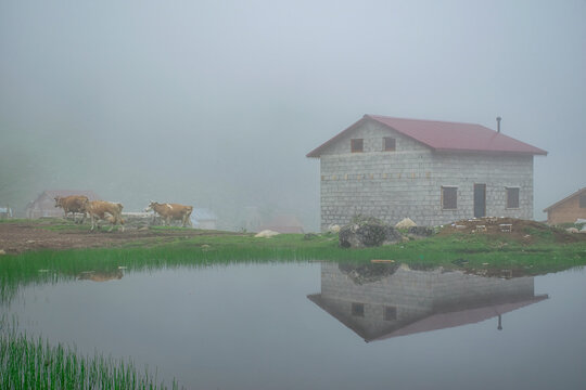 Cow grazes by the lake on a foggy day. Cows in the fog on a lake, with a house in the background