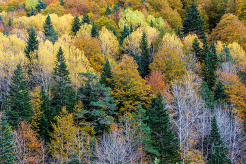 Pardina del Señor forest, Vio valley, Ordesa i Monte Perdido National Park, Province of Huesca, Aragon