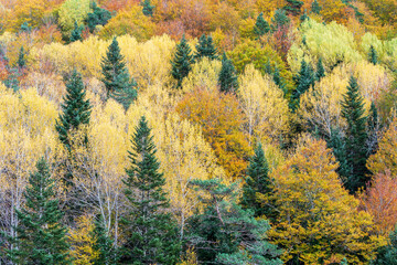 Pardina del Señor forest, Vio valley, Ordesa i Monte Perdido National Park, Province of Huesca, Aragon