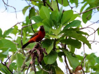 Red Bird in a branch