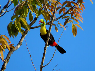 Tucan with colorful beak on a branch
