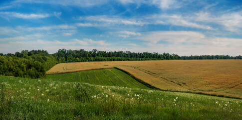 Fototapeta na wymiar hills of agriculture scene with green-yellow waves reaching a field of dry rapeseed.