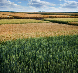 different varieties of grain crops, plots of ripe wheat field with blue sky