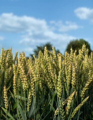 Naklejka premium Green wheat field on a sunny summer day. Ears of corn close-up