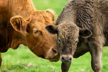 A limousin cow tenderly nuzzles up against her young brown calf in a summer meadow. Concept: a...