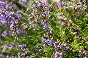 Obraz premium Lavender flowers in the field