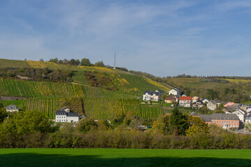 Landscape with vineyard in the canton Remich in Luxembourg