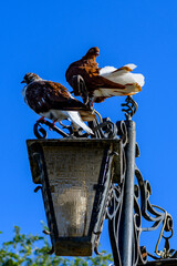 A pair of gray and white doves together on a vintage street lamp in a city garden Astrakhan...