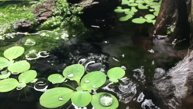  the water flowing into the fish pond or tank, green plant and lichen, Relaxation time