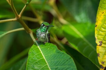 Obraz premium Beautiful Female White-necked Jacobin hummingbird, Florisuga mellivora, hovering in the air with green and yellow background. Best humminbird of Ecuador.