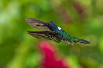 Beautiful White-necked Jacobin hummingbird, Florisuga mellivora, hovering in the air with green background