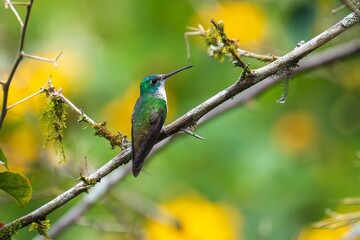 The Andean emerald (Uranomitra franciae), hummingbird, green and white bird found at forest edge, woodland, gardens and scrub in the Andes of Colombia, Ecuador.
