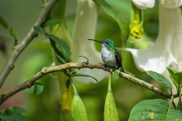 The Andean emerald (Uranomitra franciae), hummingbird, green and white bird found at forest edge, woodland, gardens and scrub in the Andes of Colombia, Ecuador.