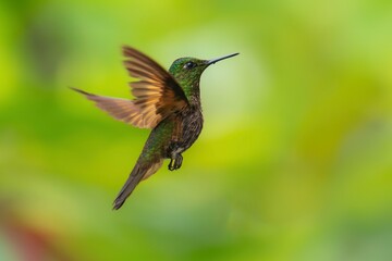 Fototapeta premium Fawn-breasted Brilliant Hummingbird in flight, 4K resolution, best Ecuador humminbirds 