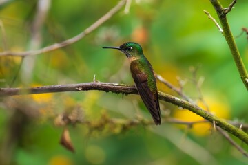 Fawn-breasted Brilliant Hummingbird in flight, 4K resolution, best Ecuador humminbirds	