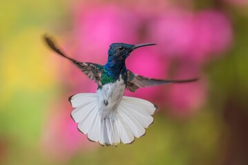 Beautiful White-necked Jacobin hummingbird, Florisuga mellivora, hovering in the air with green...