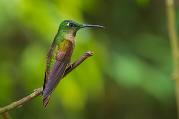 Fototapeta premium Fawn-breasted Brilliant Hummingbird in flight, 4K resolution, best Ecuador humminbirds 