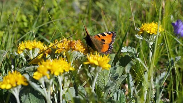 Butterfly on wildflowers in a sunny meadow